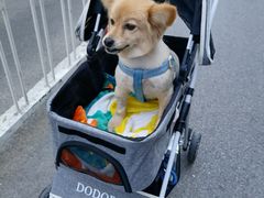 -全心全意连锁动物医院·特色中医诊疗(会城门分院)