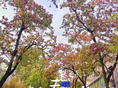 -申德勒加油站餐厅(三里屯北小街店)