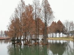-贡湖湾湿地公园