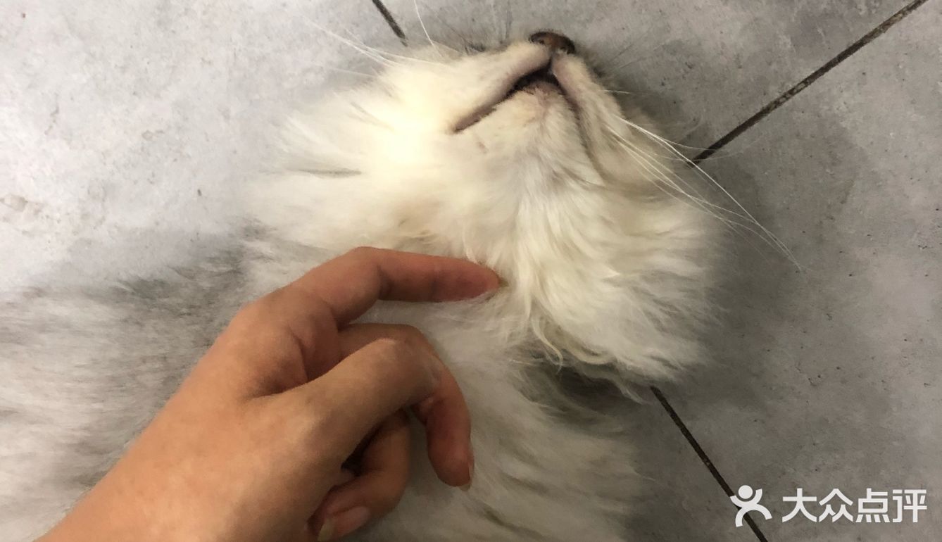 猫猫比以前更多了，鸡块还是老味道