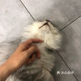 猫猫比以前更多了，鸡块还是老味道