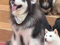 -和它·交个朋友·狗咖猫咖(爱琴海店)