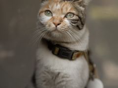 -Again Coffee Roaster(香蜜湖店)