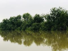 -大湾区中央湿地公园