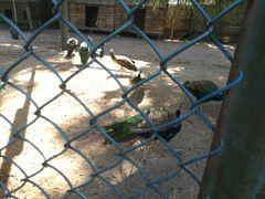 -静之湖湖畔餐厅