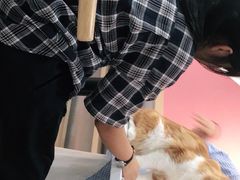 -喵园·猫主题咖啡厅·撸猫·猫咖(国贸店)