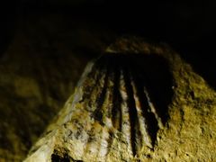 -怀托摩萤火虫洞