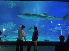 -烟台海昌鲸鲨海洋公园