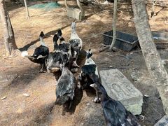 -坛南湾阿强农家乐.海鲜大排档老字号(福州地标美食店)