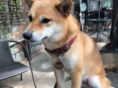 -柴犬高等学院·狗咖·柴犬售卖·宠物训练