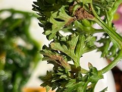 -前海沿·青岛菜(大拇指广场石老人店)