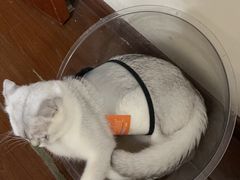 -爱佳宠物中心医院24H·CT·骨外科·猫专科(瑶海万达店)