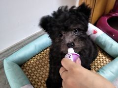 -翊宠yipet猫狗购宠庄园犬舍•猫舍