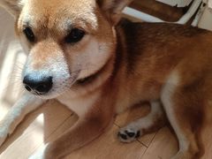 -是阿柴呀！柴犬咖啡·爱喵喵猫咖