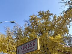 -三里屯东五街银杏大道