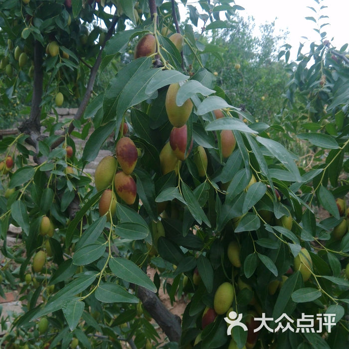贾家枣园采摘园成熟的长辛店白枣图片-北京采摘/农家乐-大众点评网