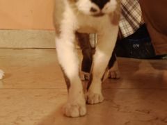 -猫爷宠物生活馆·撸猫馆