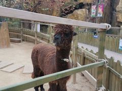 -石家庄市动物园