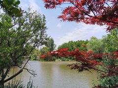 -上海长兴岛郊野公园