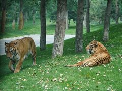 -北京野生动物园