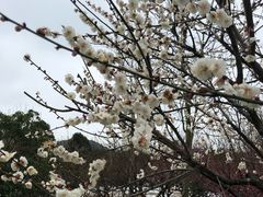 -香雪海