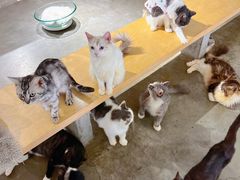 -more than meow吴止猫主题餐厅(承德 中船汇店)