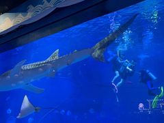 -烟台海昌鲸鲨海洋公园