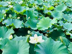-荷塘月色湿地公园·向阳花洲