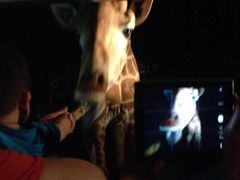 -清迈夜间动物园