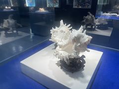 -贝壳王国博物馆