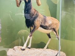 -国家自然博物馆