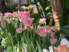 -石家庄市植物园