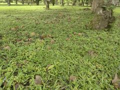 -中国科学院西双版纳热带植物园