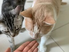 -鼓捣猫呢主题猫咖店
