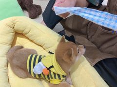 -逗柴咖啡屋·狗咖猫咖宠物桌游