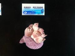 -贝壳梦幻世界