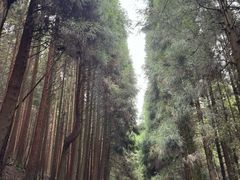 -武陵山森林公园