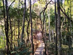 -上海佘山国家森林公园天马山园