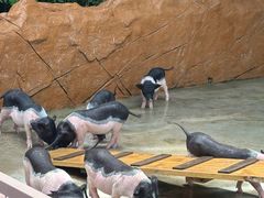 -深圳野生动物园