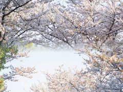 -长田漾湿地公园