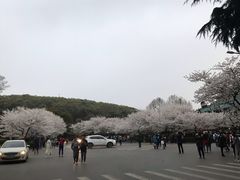 -武汉大学-樱园