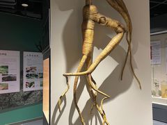 -广东中医药博物馆