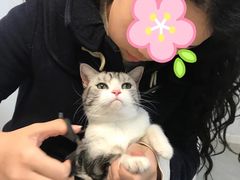 -Bastet sally猫舍购宠(静安店)
