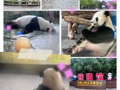 -上海野生动物园