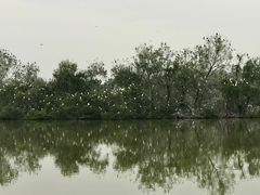 景点-大湾区中央湿地公园