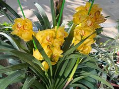 -国家植物园南园