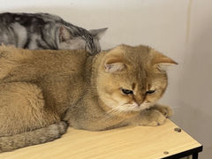 -共舞时光猫咖·狗咖(新街口店)