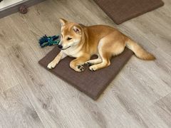 -浣熊柯尔鸭土拨鼠·电玩咖