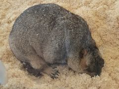 -怪兽屋·羊驼·猫咖·狗咖(俊华广场店)