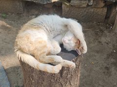 -海拉尔蒙古包(房山长阳店)